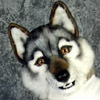 4wdwolf's profile picture. Just a guy who is sometimes a wolf.