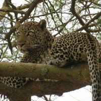 #UgandaWildlife(@Ugandawildlife) 's Twitter Profile Photo