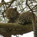 #UgandaWildlife (@ugandawildlife) Twitter profile photo #UgandaWildlife (@ugandawildlife) Twitter profile photo
