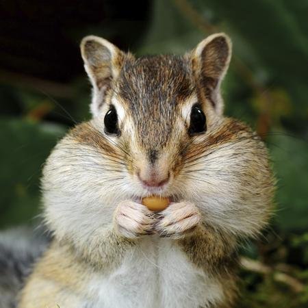 Oi! where are my nuts?