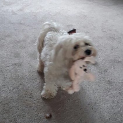 ricoma73's profile picture. 