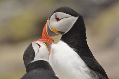 Conservationist working for the Yorkshire Wildlife Trust. Also a photographer, traveller, bird watcher and ecologist curious about the natural world.