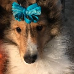 🐾💙Christine💙🐾 Profile