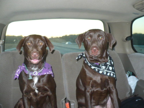 igotmoxie's profile picture. Love my Chocolate labs, love  my Harley, love chocolate...