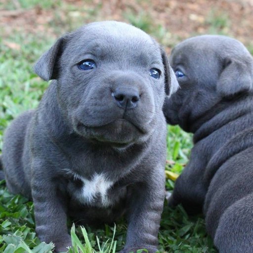 blue english staffy pups for sale