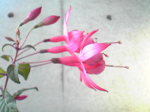 Amber_eyes's profile picture. つぶやき一覧：衣、食、住、恋、愛、悲、音、芸、美、不安、喜、怒、哀、楽、淫、乱、弱音、本音、日常、笑、雑、詩、英文、馬、動物など。コーチェラ行きたい。Stay girly forever