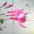 Amber_eyes's profile image