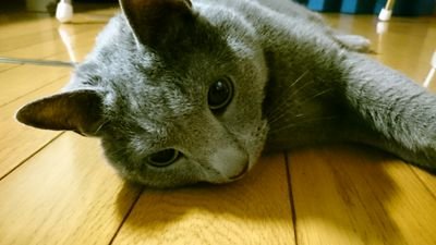 釣り、猫、バイク、読書、漫画、食べる事大好きです。
愛猫のロシアンブルーのハナさんは悪性リンパ腫で2023年2月21日虹の橋に🌈
悲しみを乗り越え２代目としてやはりロシアンブルーのカナを2023年6月21日に迎え入れました。
趣味が近い方、猫好きの方、気軽にフォローしてください。よろしくお願いします。