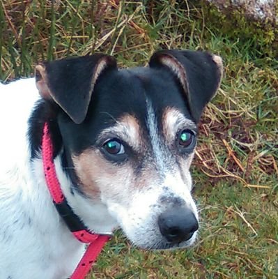 RobBlackwell370's profile picture. Solvitur ambulando