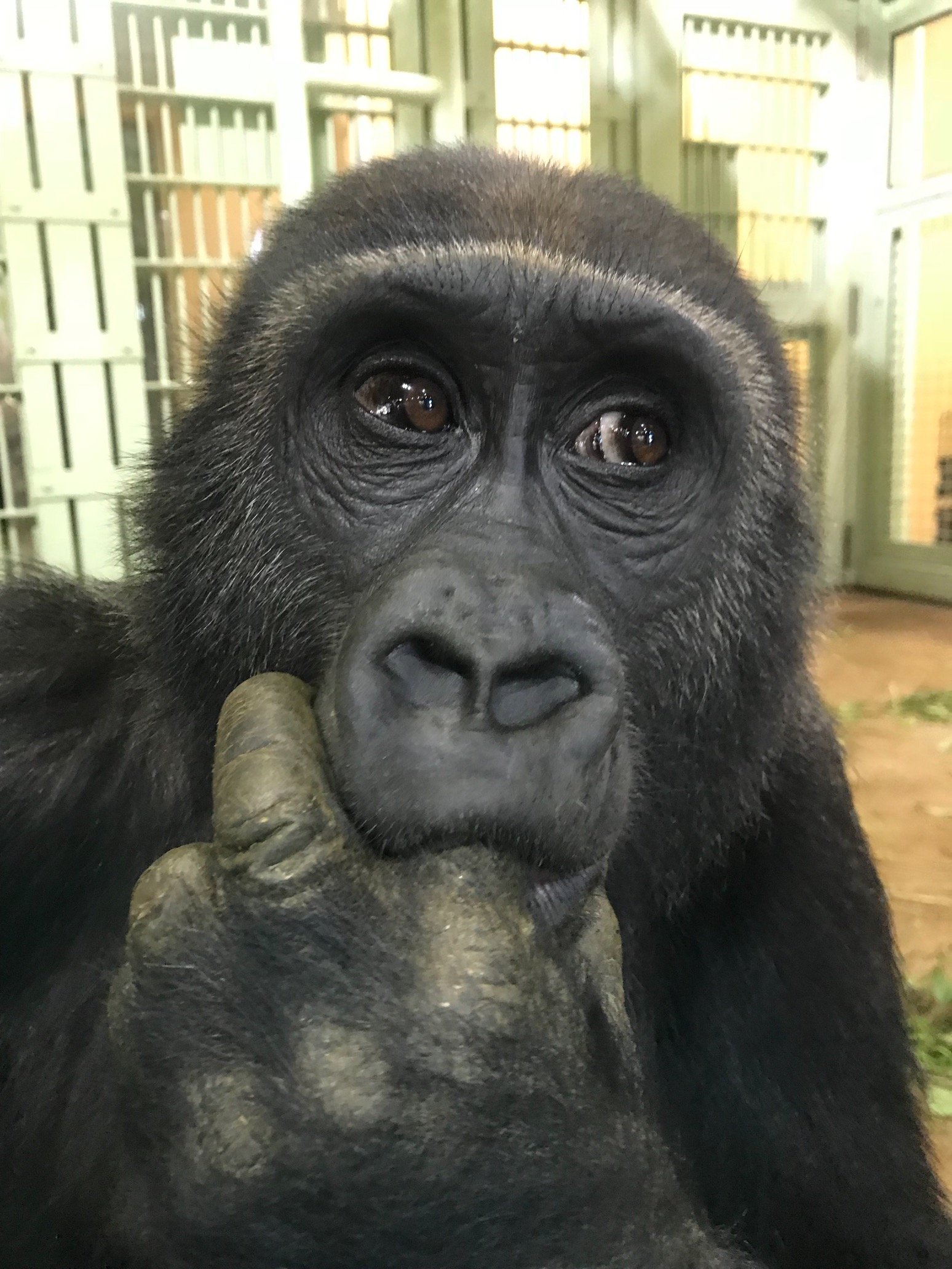 gorilla_iro_no Profile Picture