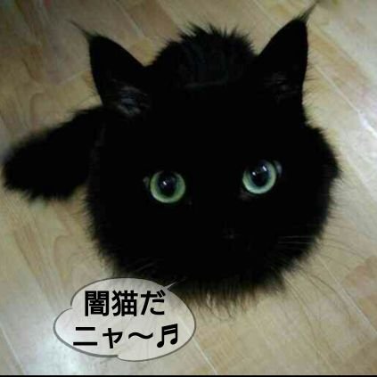 闇猫🐾｛ﾔﾐﾈｺ｝さんのプロフィール画像