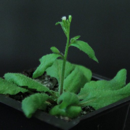 We study the coordination of plant development in time and space by long-distance hormonal signalling across the plant body. All views our own.