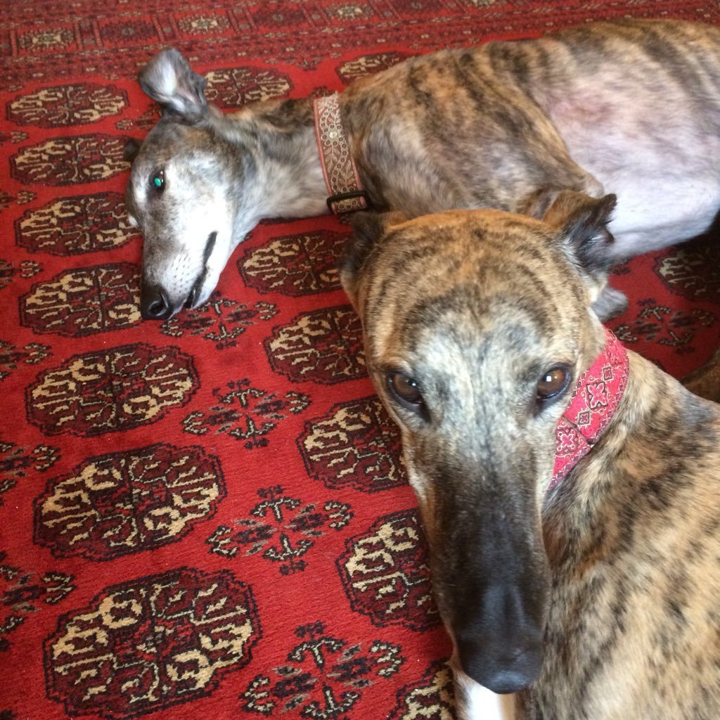 Love my boys, quadrupeds and bi-peds.  Waiting for the day greyhounds are treated as well as other pets. Had enough of politics and politicians - waste of space