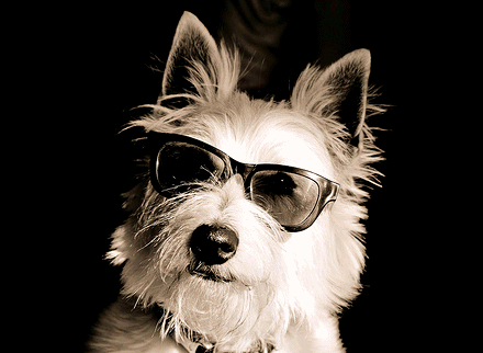 scream_what's profile picture. 