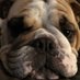 Vicki Sidleck (@gemini077) Twitter profile photo Vicki Sidleck (@gemini077) Twitter profile photo