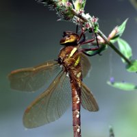 Greenwich Peninsula Ecology Park(@greenwicheco) 's Twitter Profile Photo