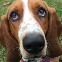 Lina the parish hound, SCP(@LinaHound) 's Twitter Profile Photo