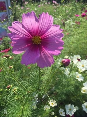 nepalibooking's profile picture. Nepali