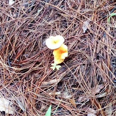 Orlumo1's profile picture. 