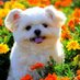 Puppy Life (@puppy7845) Twitter profile photo Puppy Life (@puppy7845) Twitter profile photo