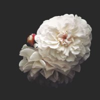 Ayça (@rahatlat18) Twitter profile photo