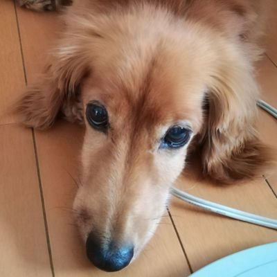 ドックいずみ さんのプロフィール写真