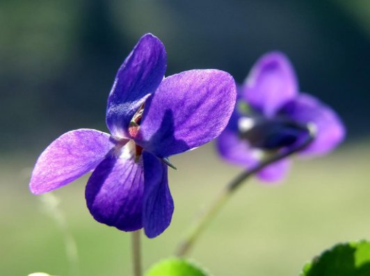 temmysk's profile picture. 