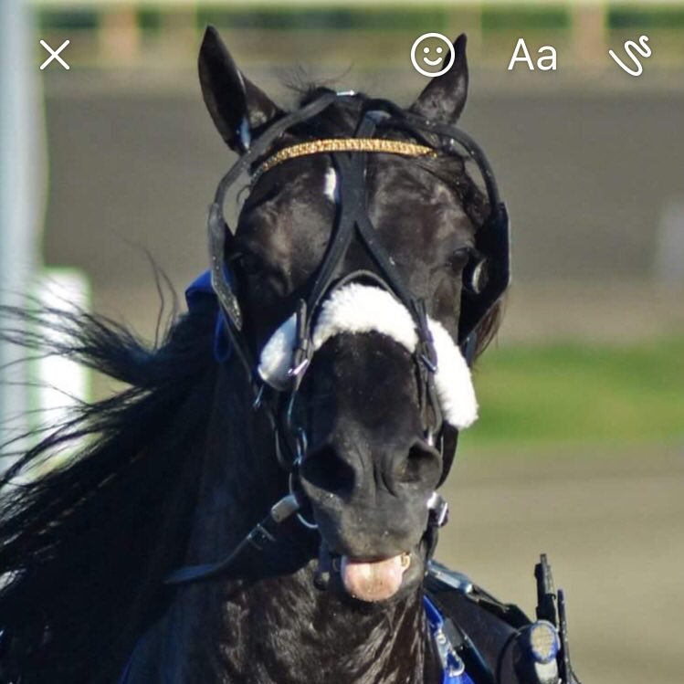 Mattsson86's profile picture. Stall Jan Ove Olsen