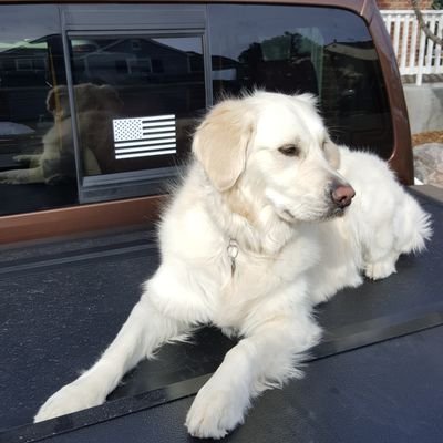 cannotstopthewx's profile picture. dogs, trucks, farms, family