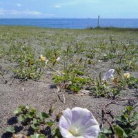 ゆうがたさくはな (@follow_against) 's Twitter Profile Photo