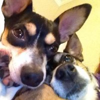 Rebecca L (@redtaz1951) 's Twitter Profile