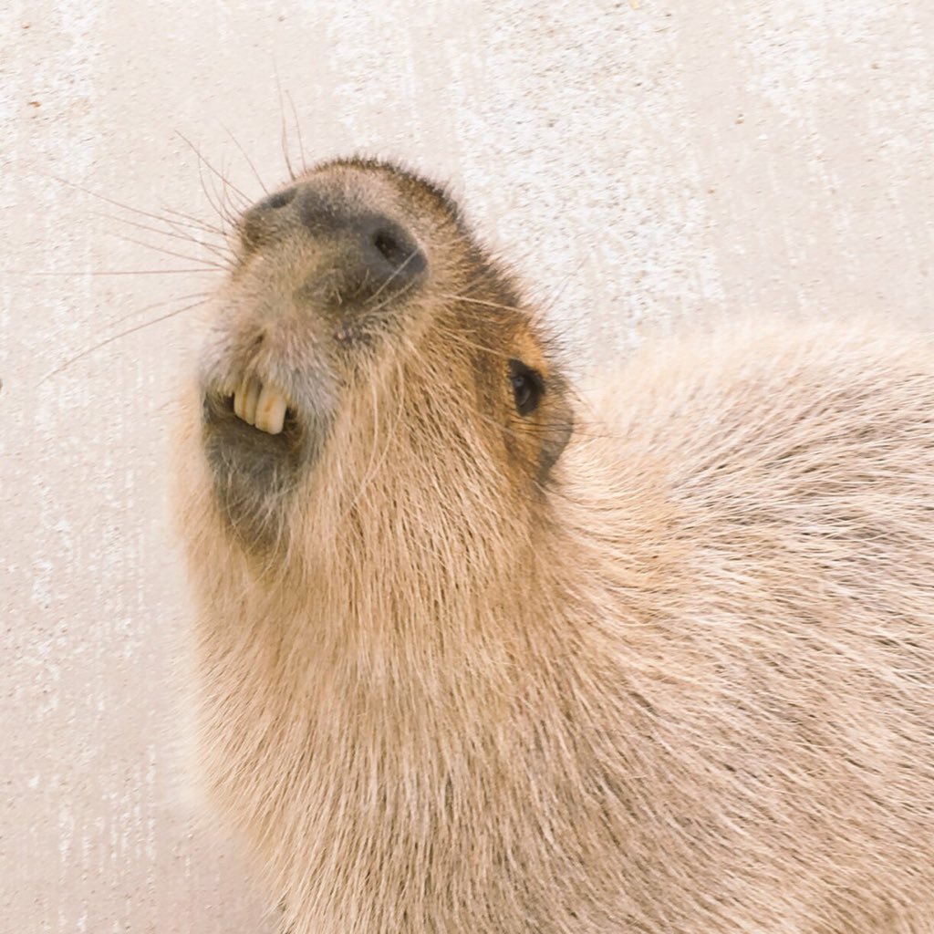 カピバラの優しい顔と、ポンポンのお腹と、長いまつ毛と、丸っこいフォルムが大好きです。カピバラグッズ専門ショップを運営しています😃イベント出店、委託販売のご依頼、カピ族の商品を取り扱いたい！などのご相談は、DMにてお気軽に📝 SNSやショップへはこちら👉 https://t.co/EQPps2X0gu