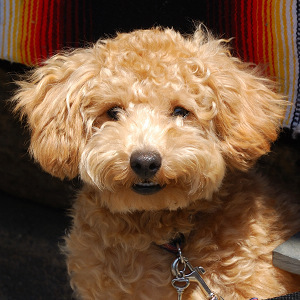 danielshi1130's profile picture. 东京山里在住