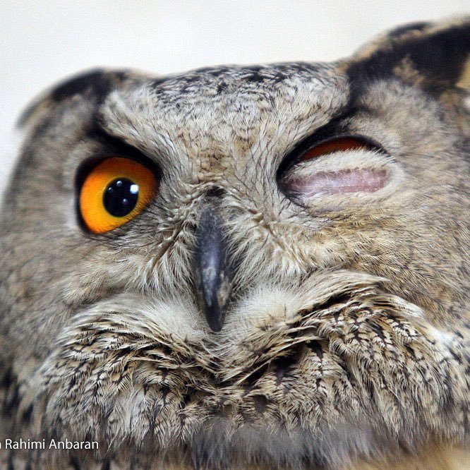 nachteule1988's profile picture. Trying to learn more every day