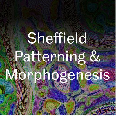 ShefPatMorph's profile picture. University of Sheffield researchers interested in the mechanisms of morphogenesis and patterning from the single cell to the whole organism level.