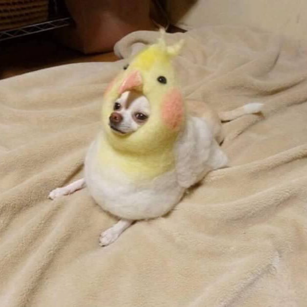 An Actual Bird