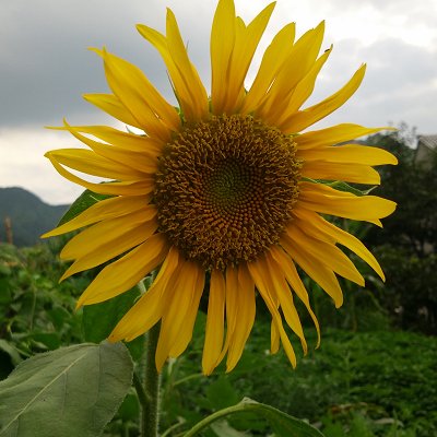 zainalipengjian's profile picture. 