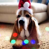 Bucky (@buckynosebest) 's Twitter Profile Photo
