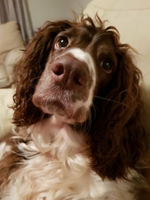 Hi, I am a 3 year old English Springer Spaniel. I am mainly into handbags and pockets, but I also love food, walks, cuddles and attention of any kind.