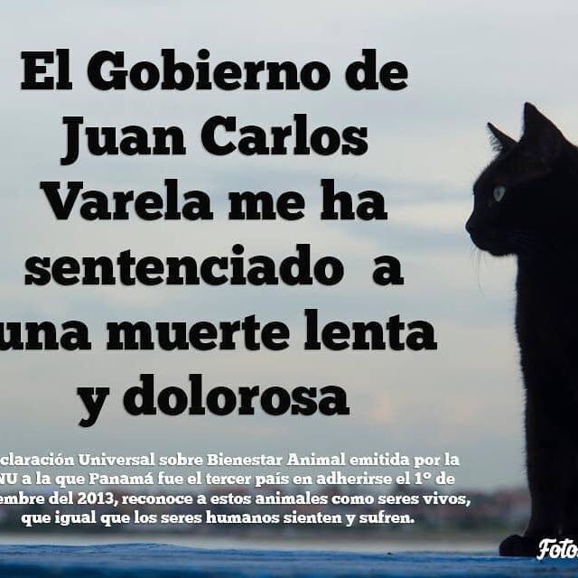 Mamá d 34 peludos 4patas Valoro la justicia Pondero la verdad Respeto al prójimo y a la naturaleza Amo a los animales Compositora Ypoeta innata FelizXconvicción