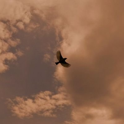 50harmonia's profile picture. 