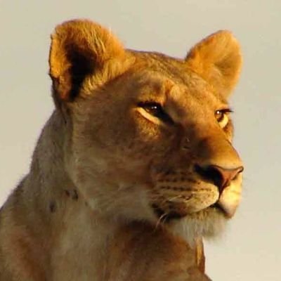 360sur's profile picture. Amanecer o Atardecer.?Exploradora en las mañanas. No tengo Facebook Rh negativo