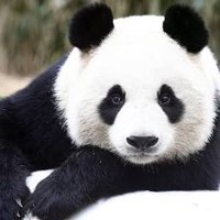 Uykucu Panda (@kya_ecem) Twitter profile photo