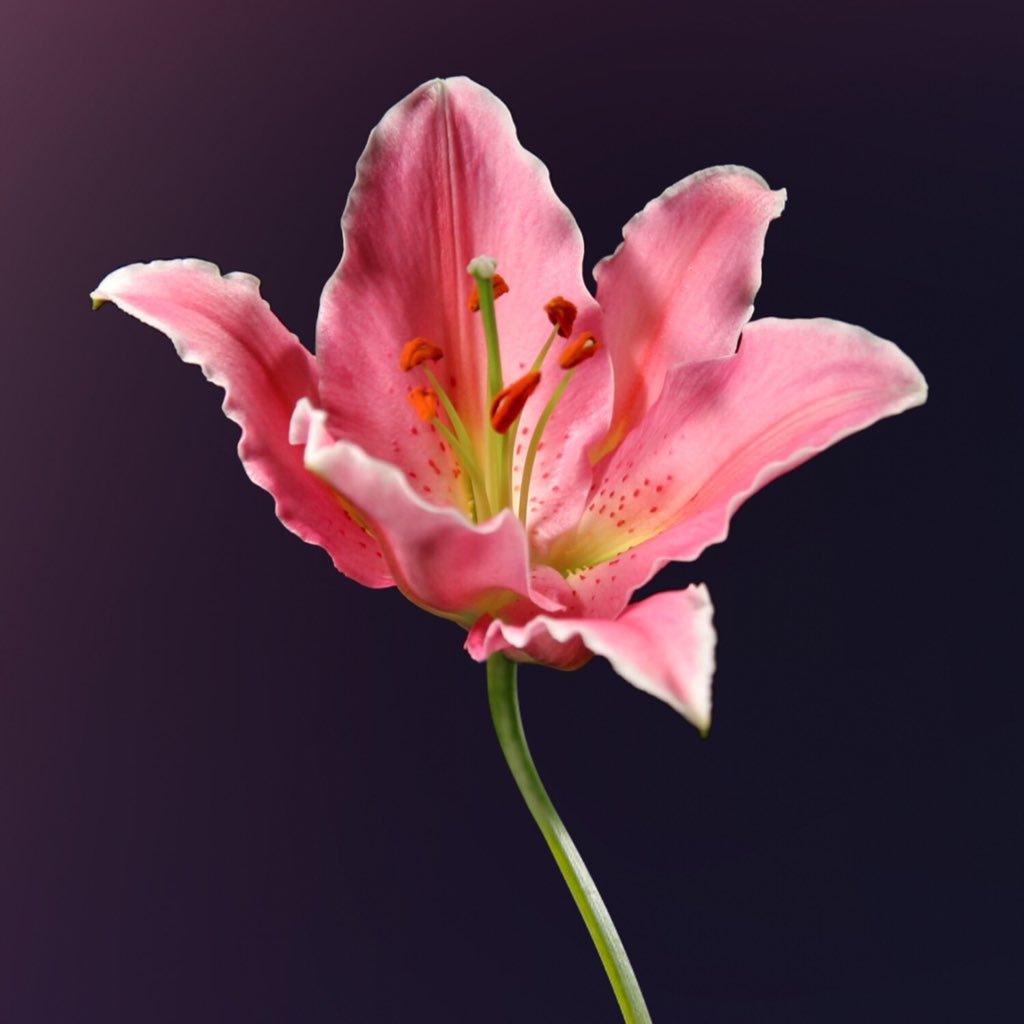 AR05640811's profile picture. Uk And Us Pop Uk And Us