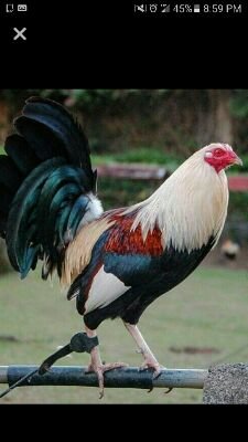 Ang3lMik3's profile picture. 