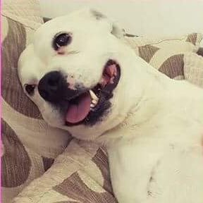 We rescue and rehome abandoned and unwanted Boxers & Bull breeds 🇬🇧🐶 Share our dog pics & help find forever homes🐾 boxerandbullysaviours@gmail.com