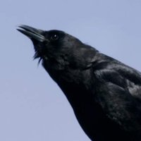 Black Raven (@kamukurumus) Twitter profile photo
