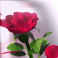 جان بولات (@8otlcop4gspny7f) 's Twitter Profile