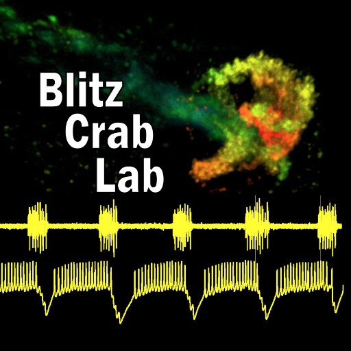 We study neuromodulation of rhythmic neural circuits in the crab stomatogastric nervous system via electrophysiological & anatomical approaches.