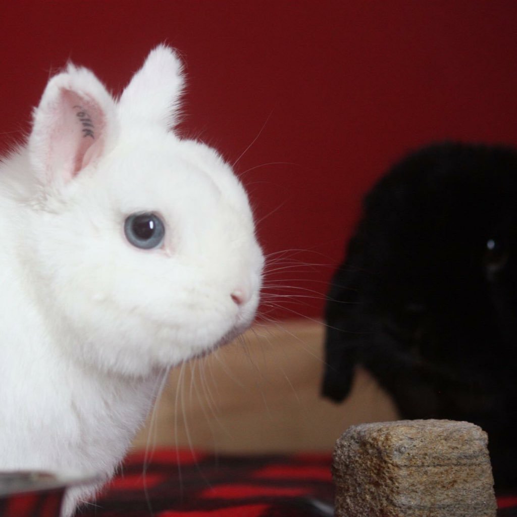 Bun & Harlow 🐰🐰さんのプロフィール画像